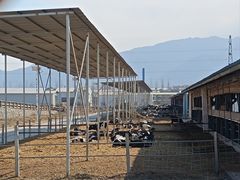 -君乐宝优致牧场