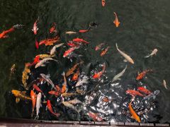 -苏苑饭店-中餐厅(长桥地区店)