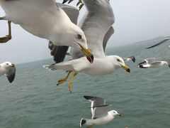 -海驴岛(荣成市)