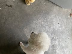 -艾吉宠物医院·疑难杂症转诊中心·猫友好(碧江路院)