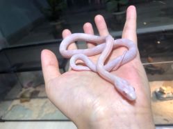 -Moni星球萌宠·小马宝莉·灵蛇·高端高阶全萌宠互动体验俱乐部(红豆国际广场店)