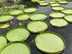 -荷塘月色湿地公园·向阳花洲