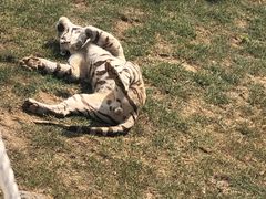 -西霞口神雕山野生动物世界