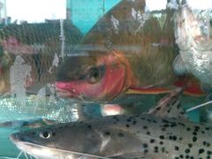 青竹鱼-新庆嫂渔港