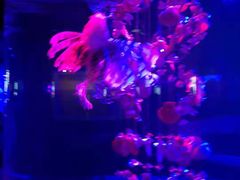 -大连圣亚海洋世界