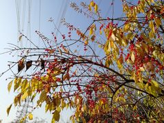 -永定河休闲森林公园