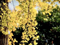 -三圣花乡旅游区