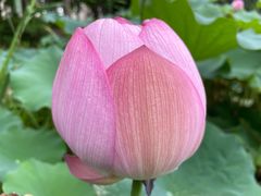 -陈家山荷花公园