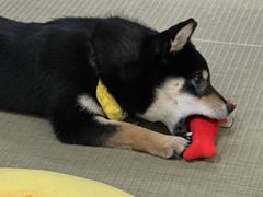 -逗柴咖啡屋·狗咖猫咖宠物桌游