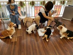 -柯斗斗主题餐厅·狗咖·围炉煮茶·茶饮(国瑞升平里店)