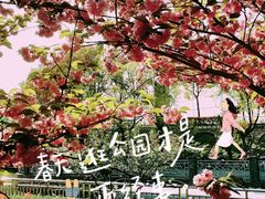 -陈家山荷花公园