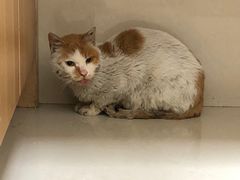 -爱贝特动物医院·猫口炎专科