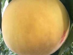 -南汇水蜜桃采摘(大团店)