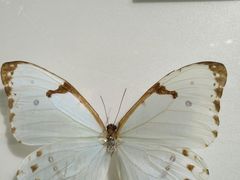 -上海昆虫博物馆