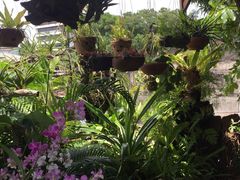 -自然餐厅(Phuket)