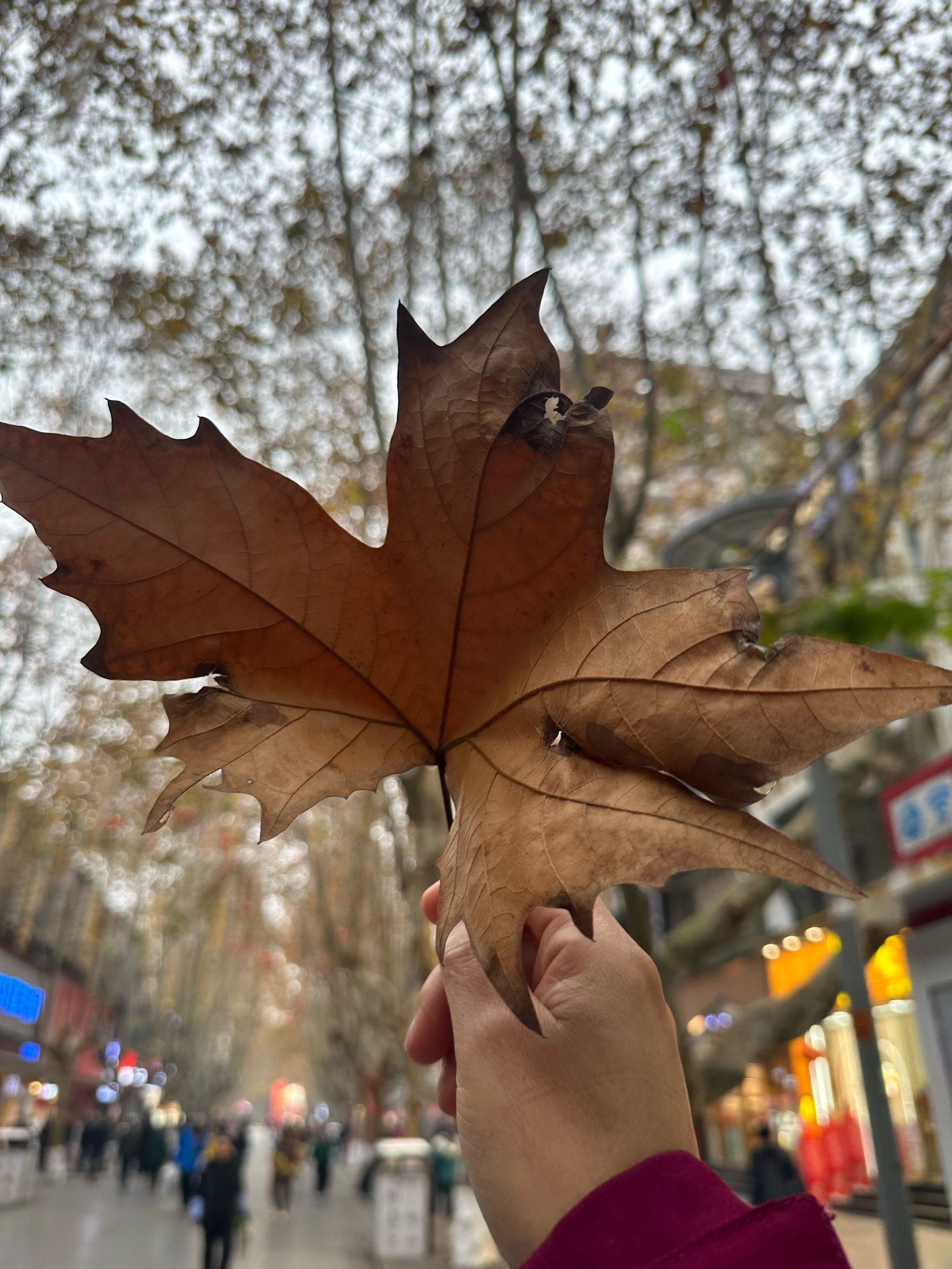 french sycamore 又见法国梧桐