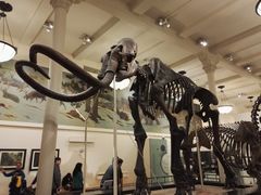 -美国自然历史博物馆
