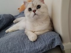 -喵zoo家庭繁育猫舍(尖东智能花园店)