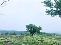 -紫云台香草园