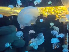 -石家庄海洋公园