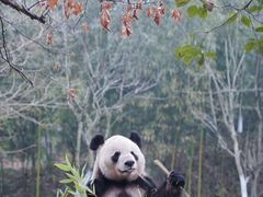 -都江堰中华大熊猫苑