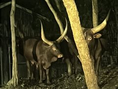 -清迈夜间动物园