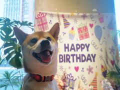 -百好乐宠物友好餐厅(朝外大街店)