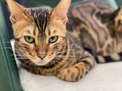 -安格丽娜·狗咖·猫咖羊驼咖(春熙路百盛商场店)
