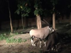 -清迈夜间动物园