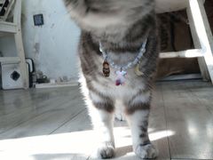 -海边的猫和咖啡馆