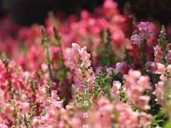 -金鸡山公园