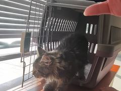 -艾贝尔宠物医院 ·内科全科(梁溪路店)