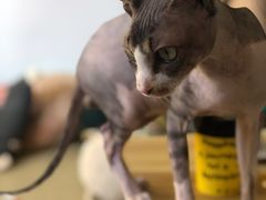 -猫在这儿猫咪咖啡馆·撸猫馆