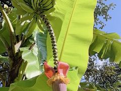 -云溪植物园