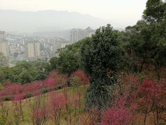 -金鸡山公园