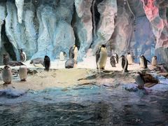 -帝企鹅自助餐厅•儿童岛•真企鹅(长隆企鹅酒店)