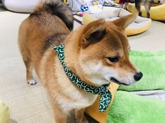 -逗柴咖啡屋·狗咖猫咖宠物桌游