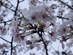 -高东镇樱花园