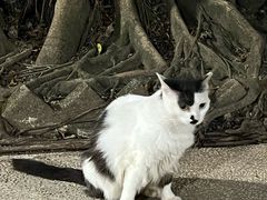 -九龙公园