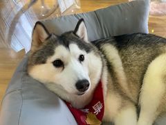 -Husky Go! 哈士奇体验馆·宠物咖啡厅狗咖