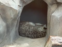 -青藏高原野生动物园