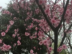 -香雪海