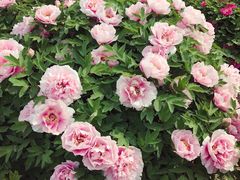 -苏州河梦清园环保主题公园