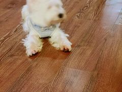 -汪星球宠物生活馆