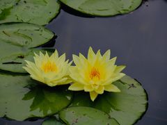 -杭州植物园