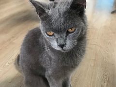 -more than meow吴止猫主题餐厅(承德 中船汇店)