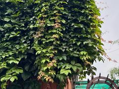 -丽泽山庄·生态怀柔菜·虹鳟鱼(红螺寺店)
