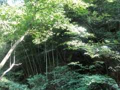 -藏龙百瀑风景区