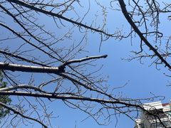 -高东镇樱花园