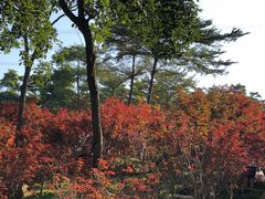 -广州市帽峰山景区